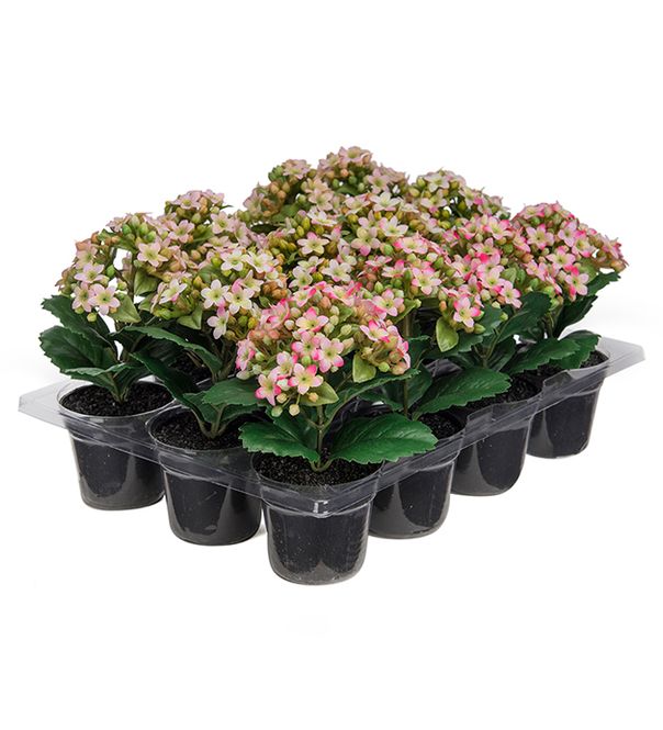 Hovedbilde Kalanchoe mix 15 cm