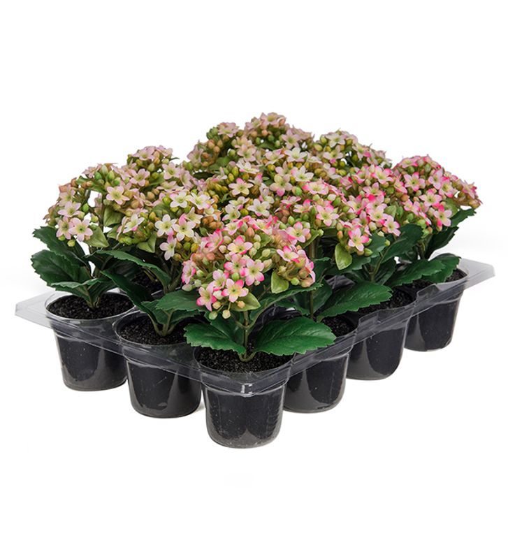 Kalanchoe mix 15 cm