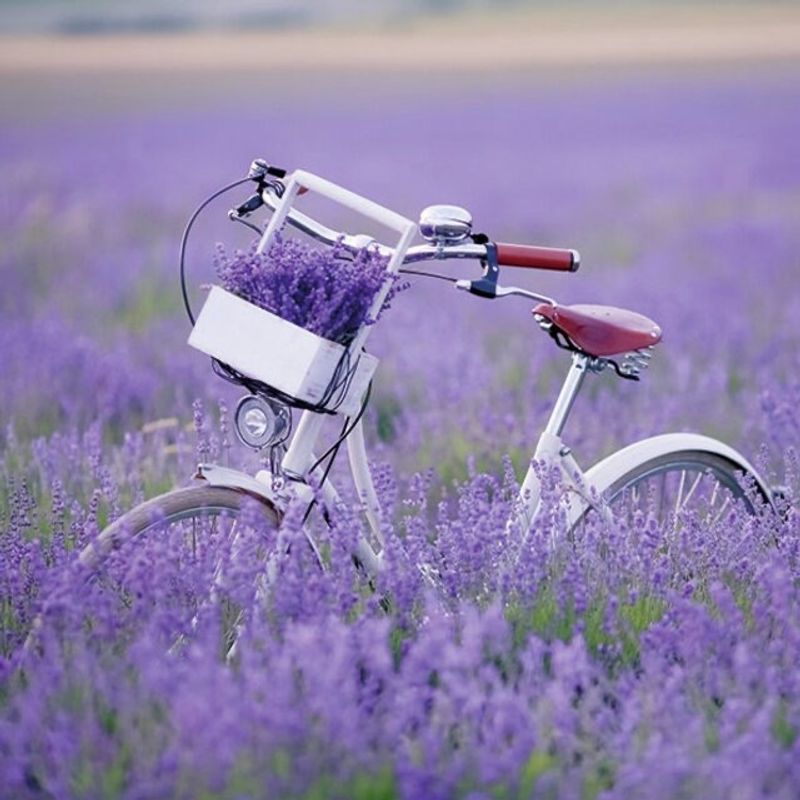 Servietter Lunsj Bike In Lavender Field