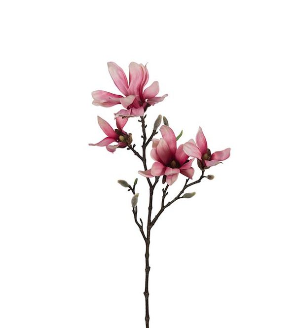 Hovedbilde Magnolia 50 cm 