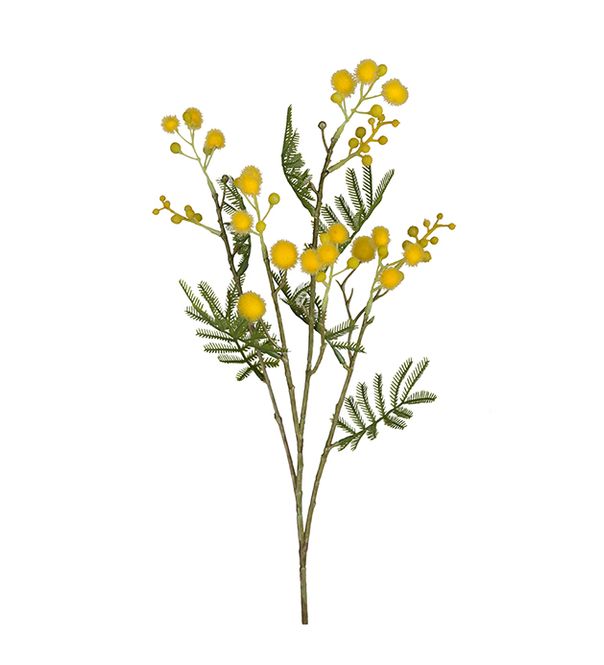 Hovedbilde Mimosa 60 cm