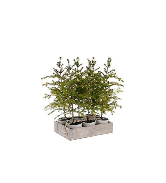 Hovedbilde Gran i potte 45 cm 