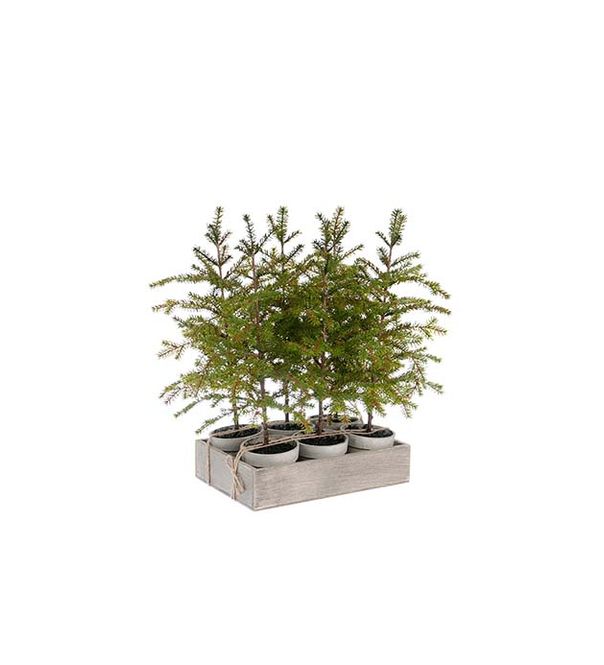 Hovedbilde Gran i potte 45 cm 