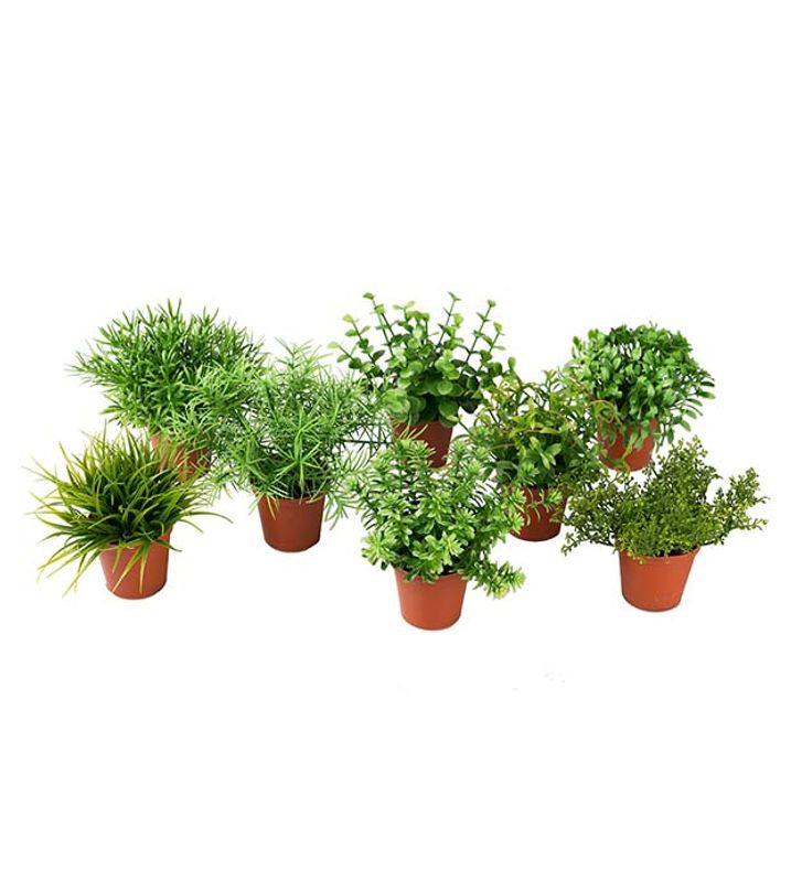 Miniplanter med krukke, mix