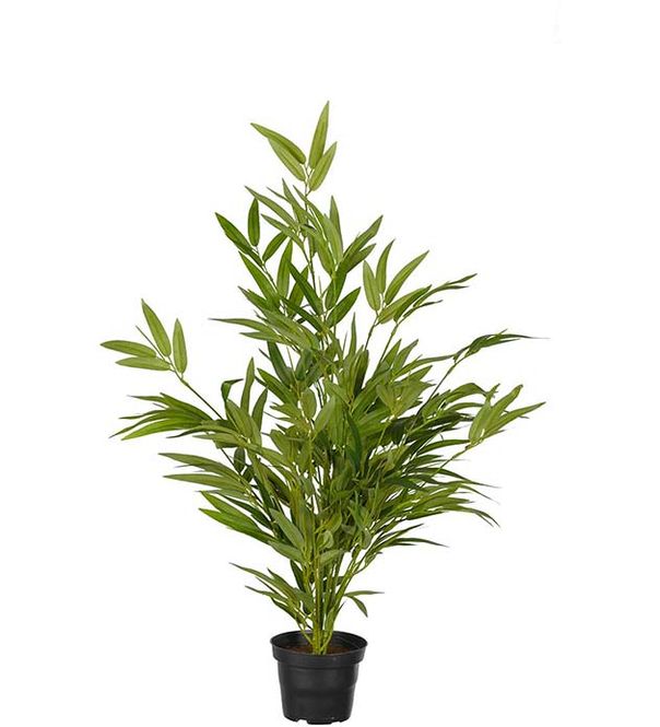 Hovedbilde Bambus 60 cm 